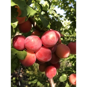 Алыча «Кубанская комета» 22x80 см