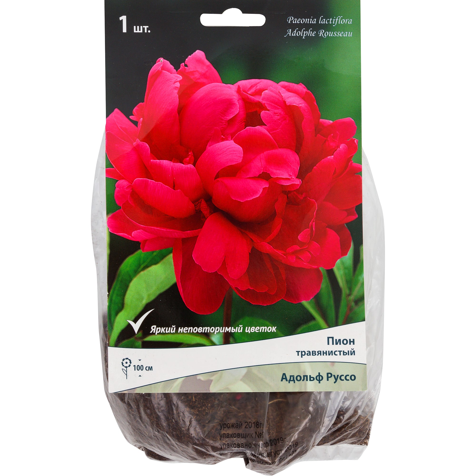 82118746 Пионы травянистые «Адольф Руссо», 1 шт Santreyd 