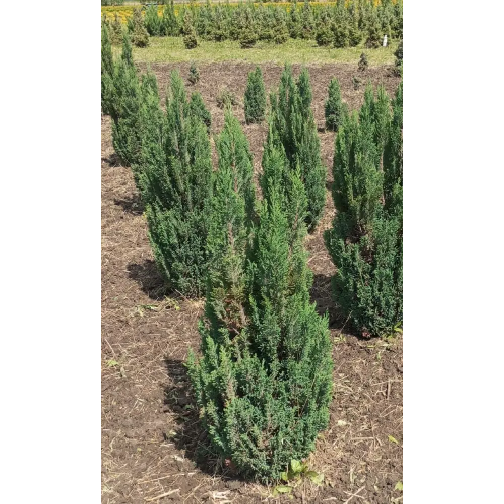 Кипарисовик Элвуди ø60 h120 - 140 см 89439267 STLM-2082021 Santreyd 