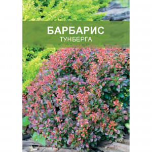 85670436 Барбарис Тунберга ø15 h35 см