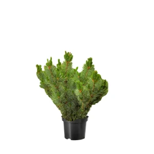 Стланик кедровый Глаука ø44 h88 см