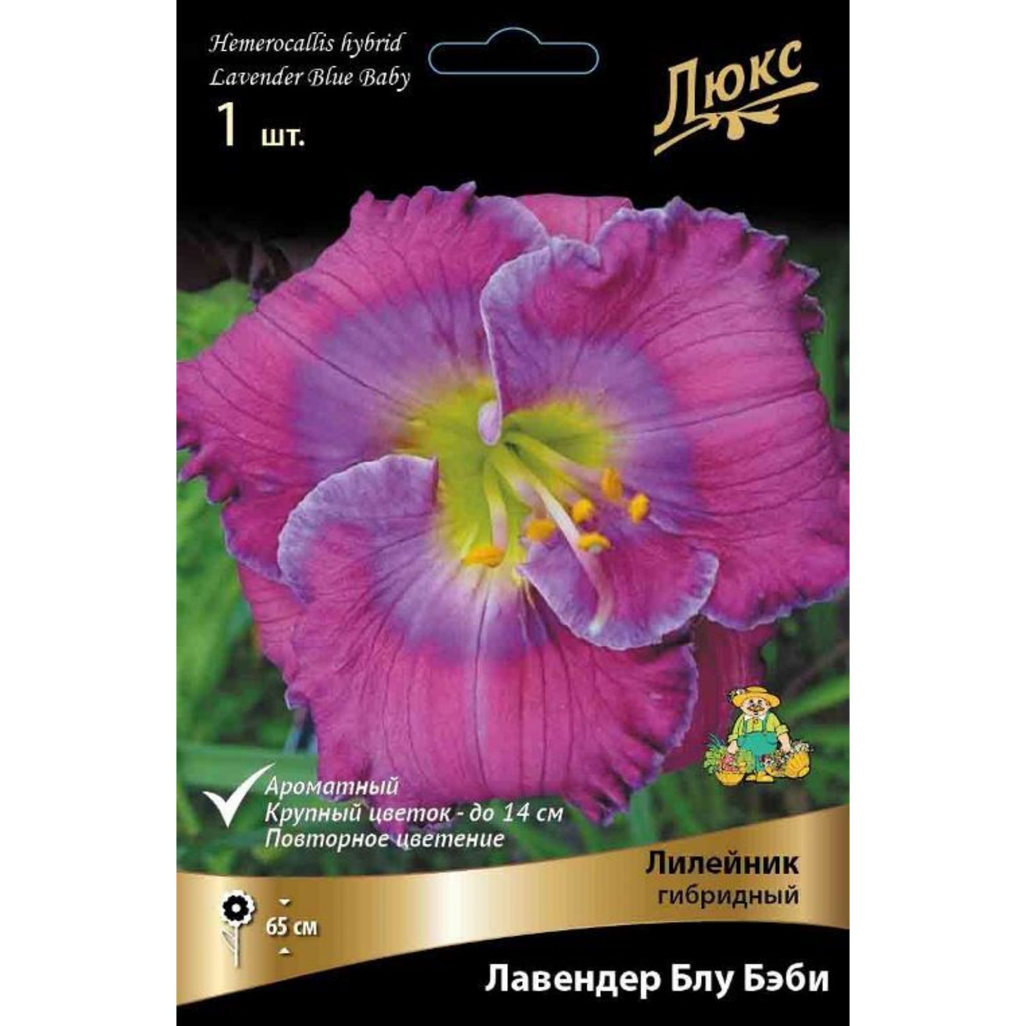 83597601 Лилейник гибридный Лавендер Блу Бэби луковица I Santreyd 