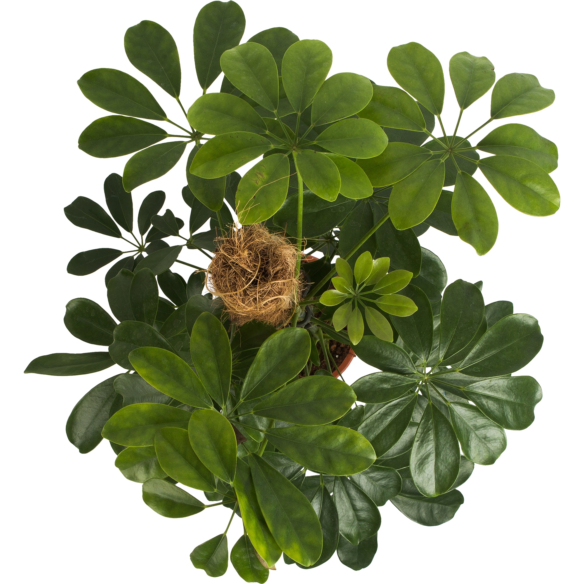 82578747 Шеффлера голд капелла d17 h80 Santreyd  - Вид №1