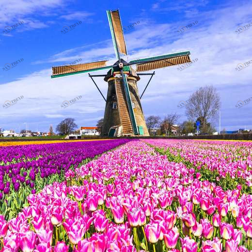 WP00977 Фотообои Verol Фотообои decoline 1х1 м