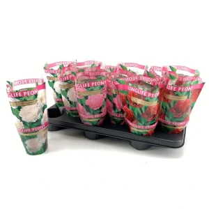 89365380 Пион долгоцветущий микс ø11 h15 см STLM-0951604