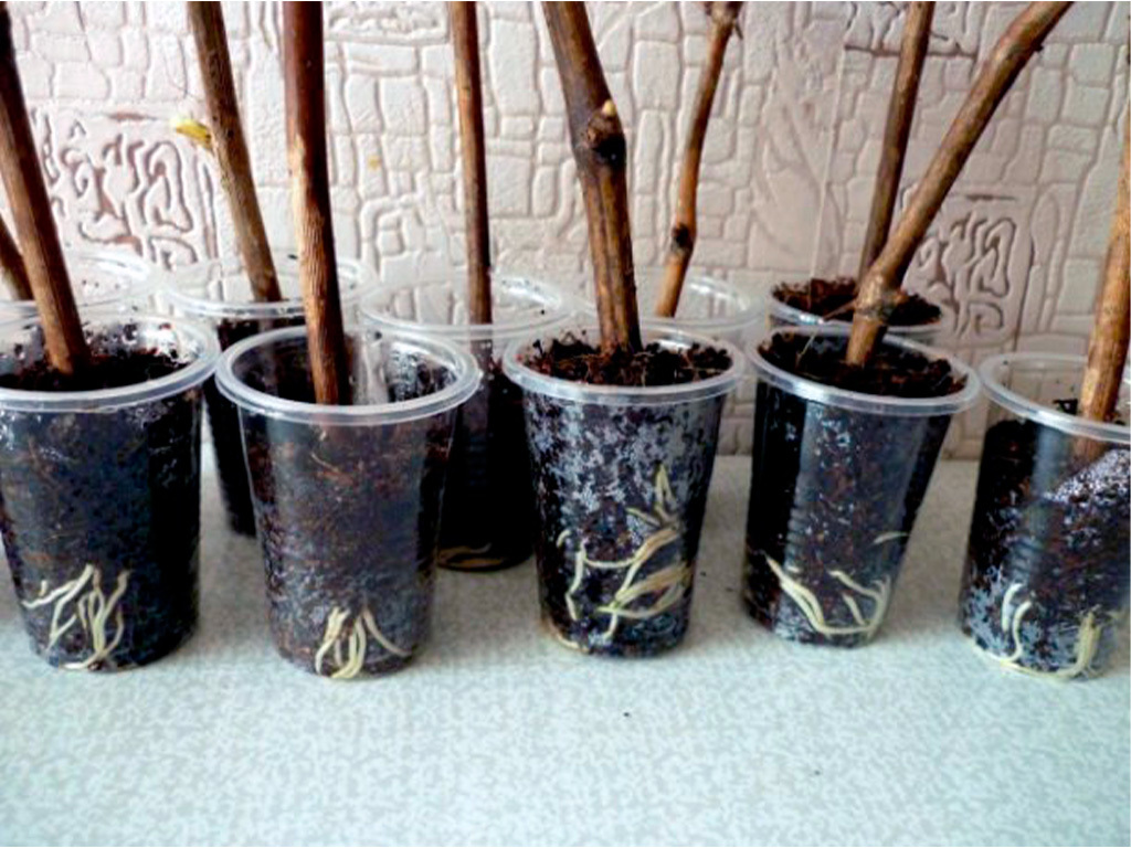 Кокосовый субстрат Орехнин, брикет 165 литров ГеоПластБорд GPBST-239 - Вид №3