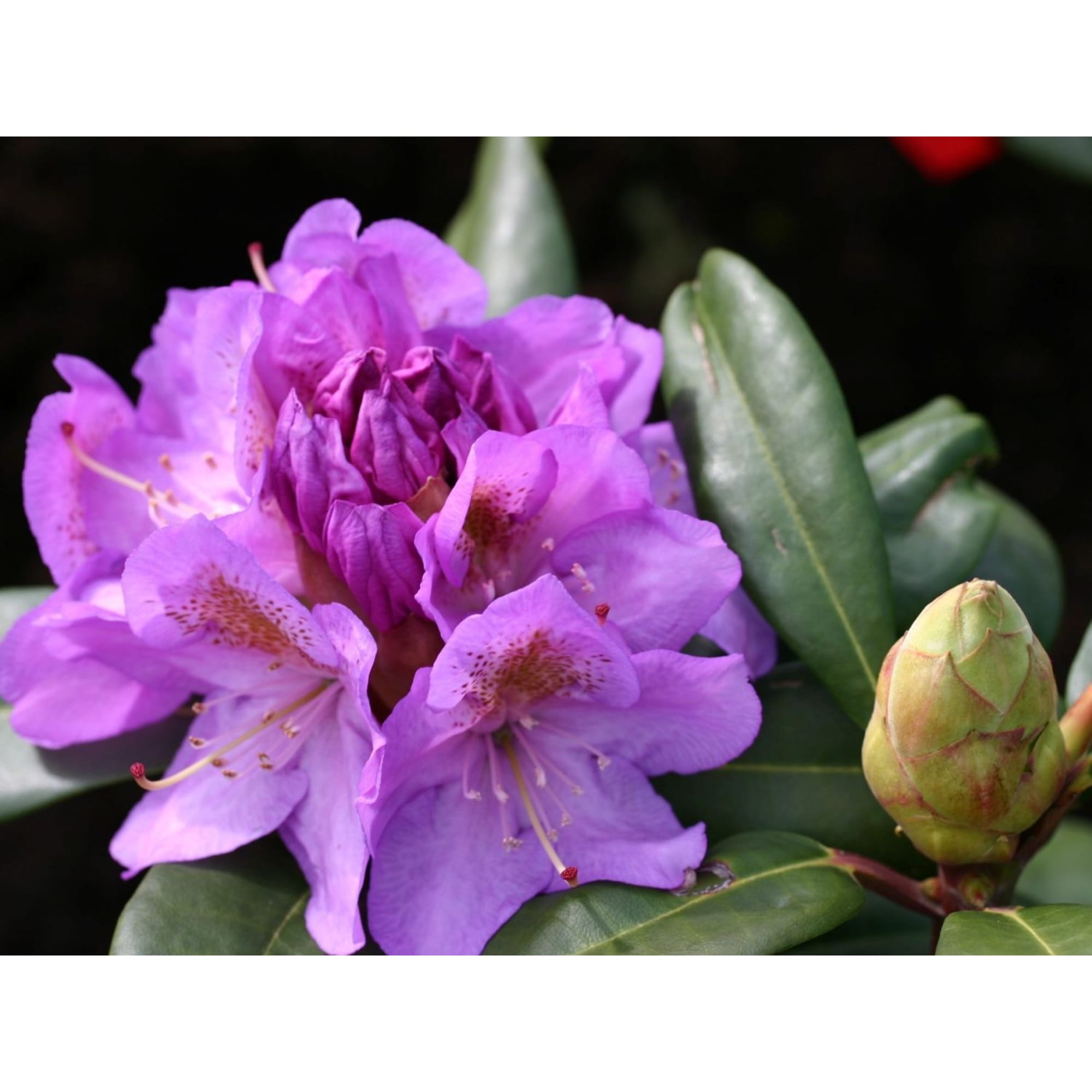 82601868 Рододендрон гибридный «Глетшемачт» 9x20 см Santreyd  - Вид №4