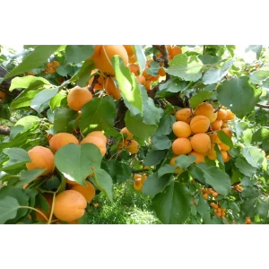 Абрикос Лель ø22 h125 см