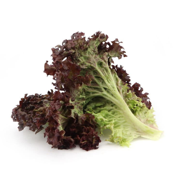 Салат Лолло Росса Santreyd 8644