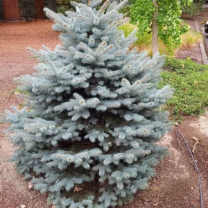 89363856 Ель колючая Блю Даймонд h80 см STLM-0959453