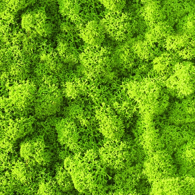 VER001 Лишайник Adriani e Rossi 01 Мох светло-зеленый  - Вид №8