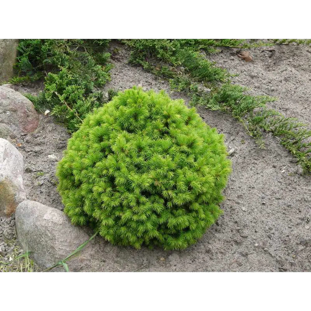 Santreyd Ель Альберта Глоб — декоративный хвойный шар для сада 89363795 STLM-0953395