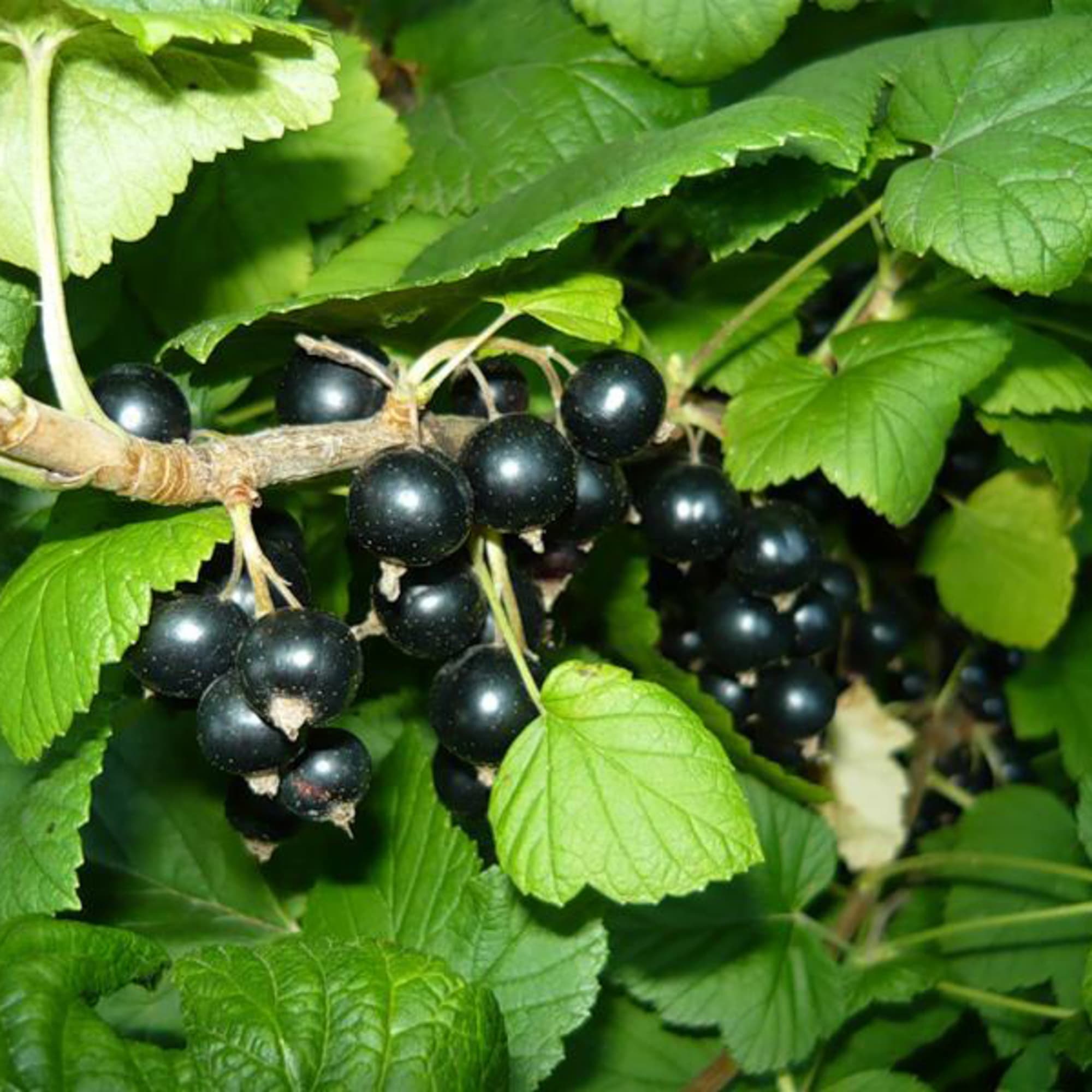 81954946 Смородина чёрная С2 «Багира» h40 Santreyd  - Вид №2