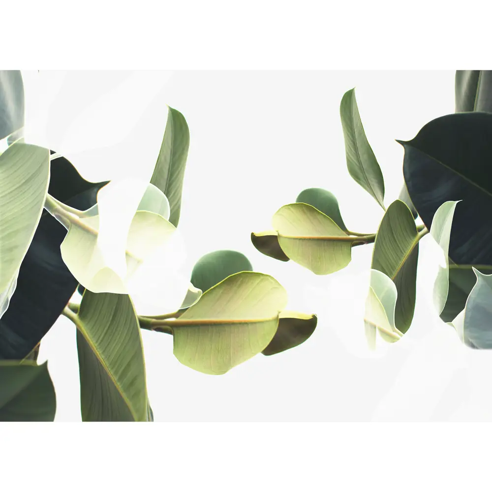 Картина на холсте Постер-лайн Листья 50x70 см STLM-2008163