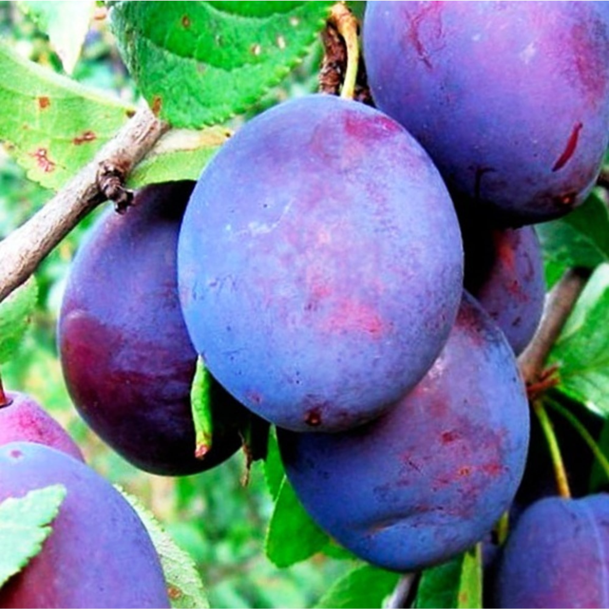 85608192 Слива Богатырская ø20 h140 см Santreyd 