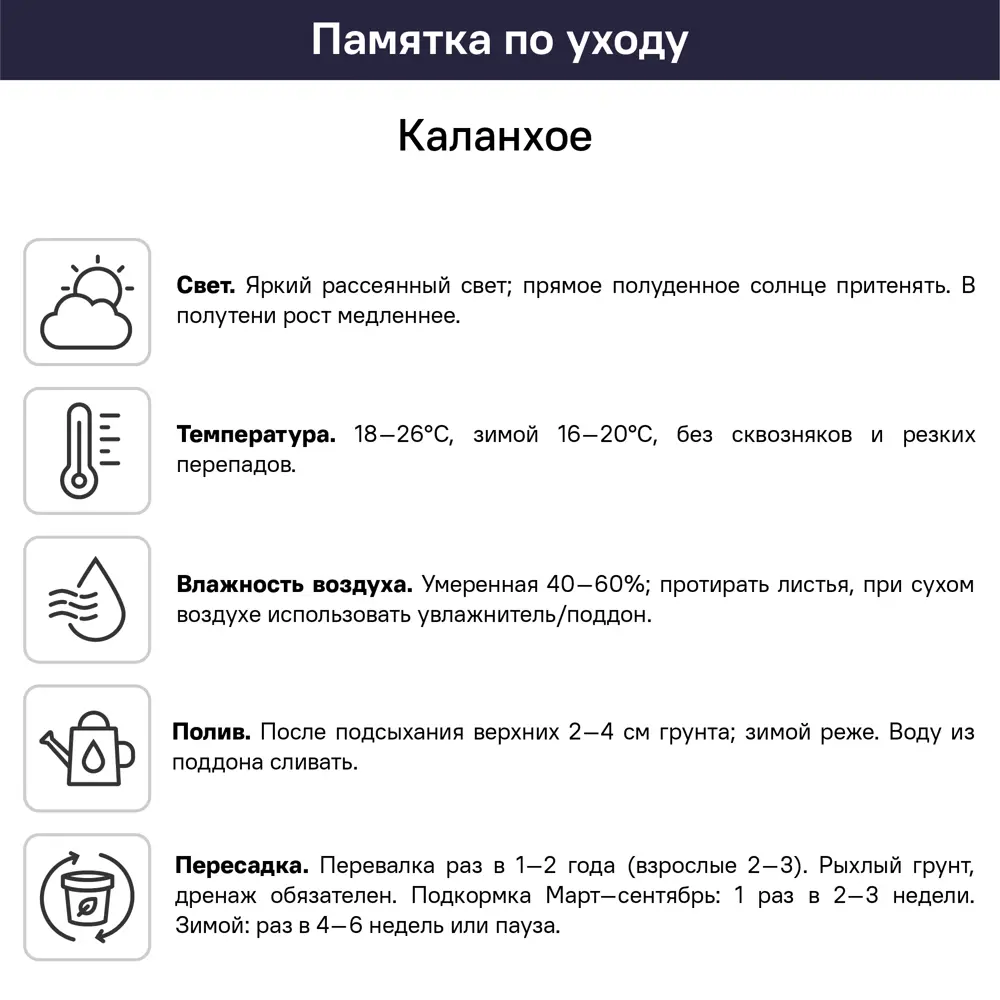 Каланхоэ Розалина Дабл микс ø8 h15 см 89453835 STLM-2112397 Santreyd  - Вид №4