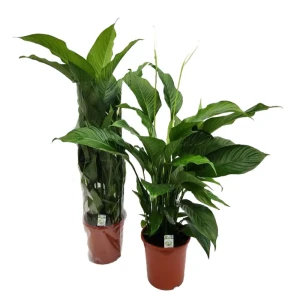 Спатифиллум Свит Лауретта - комнатное растение для дома и офиса 89434507