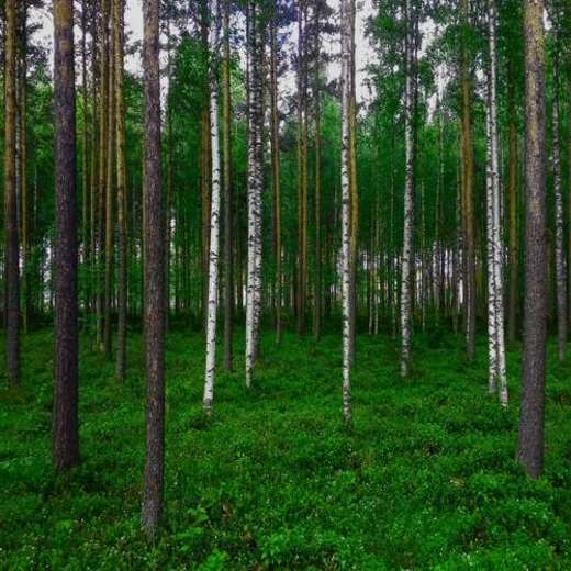 WP01878 Фотообои Verol Фотообои decoline 1х1 м