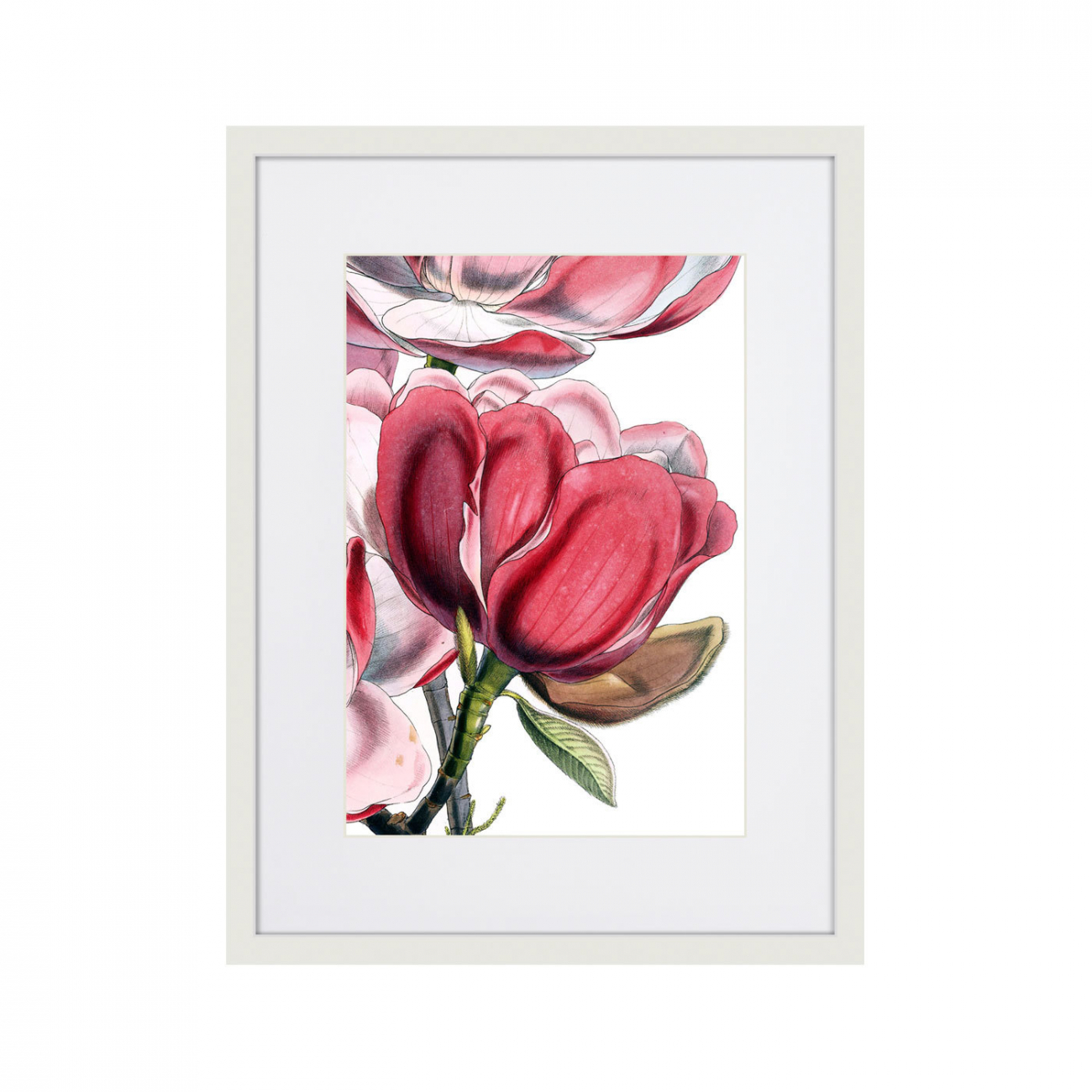 Картина в раме 42х32 см Himalaya Plants Pink-Flower on white I, 1869г. КАРТИНЫ В КВАРТИРУ  264651 Зеленый;розовый;разноцветный  - Вид №1