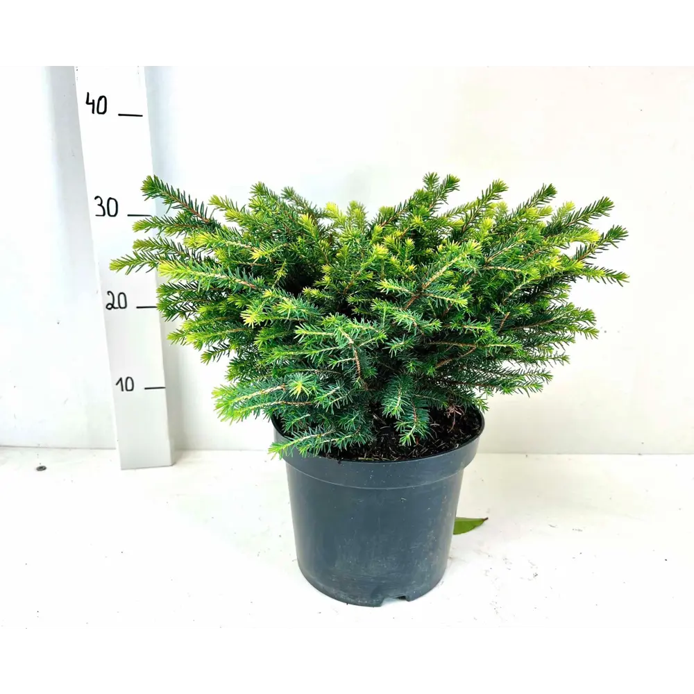 Ель Оморика Карел - хвойный саженец для ландшафтного дизайна 89421423 Santreyd STLM-1584048