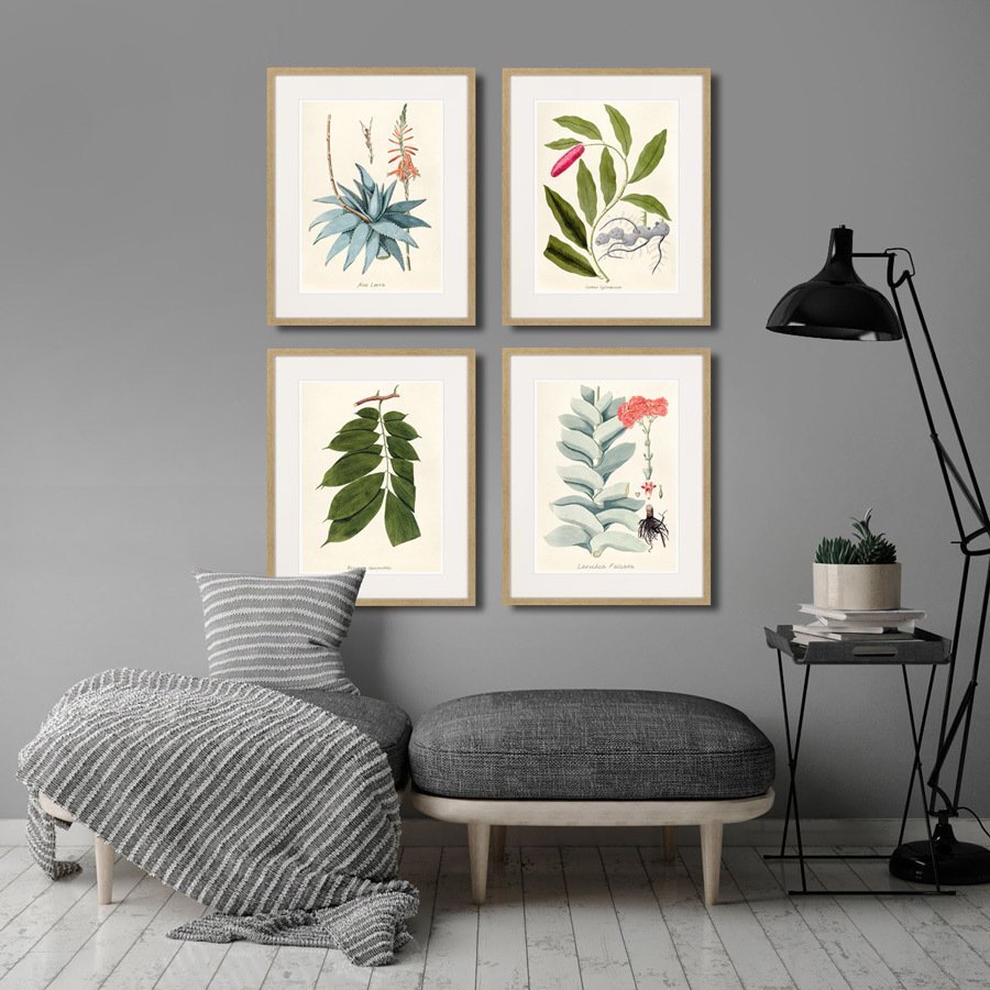 Картина: Fragmenta botanica №7, 1809г. КАРТИНЫ В КВАРТИРУ  264314 Разноцветный  - Вид №3