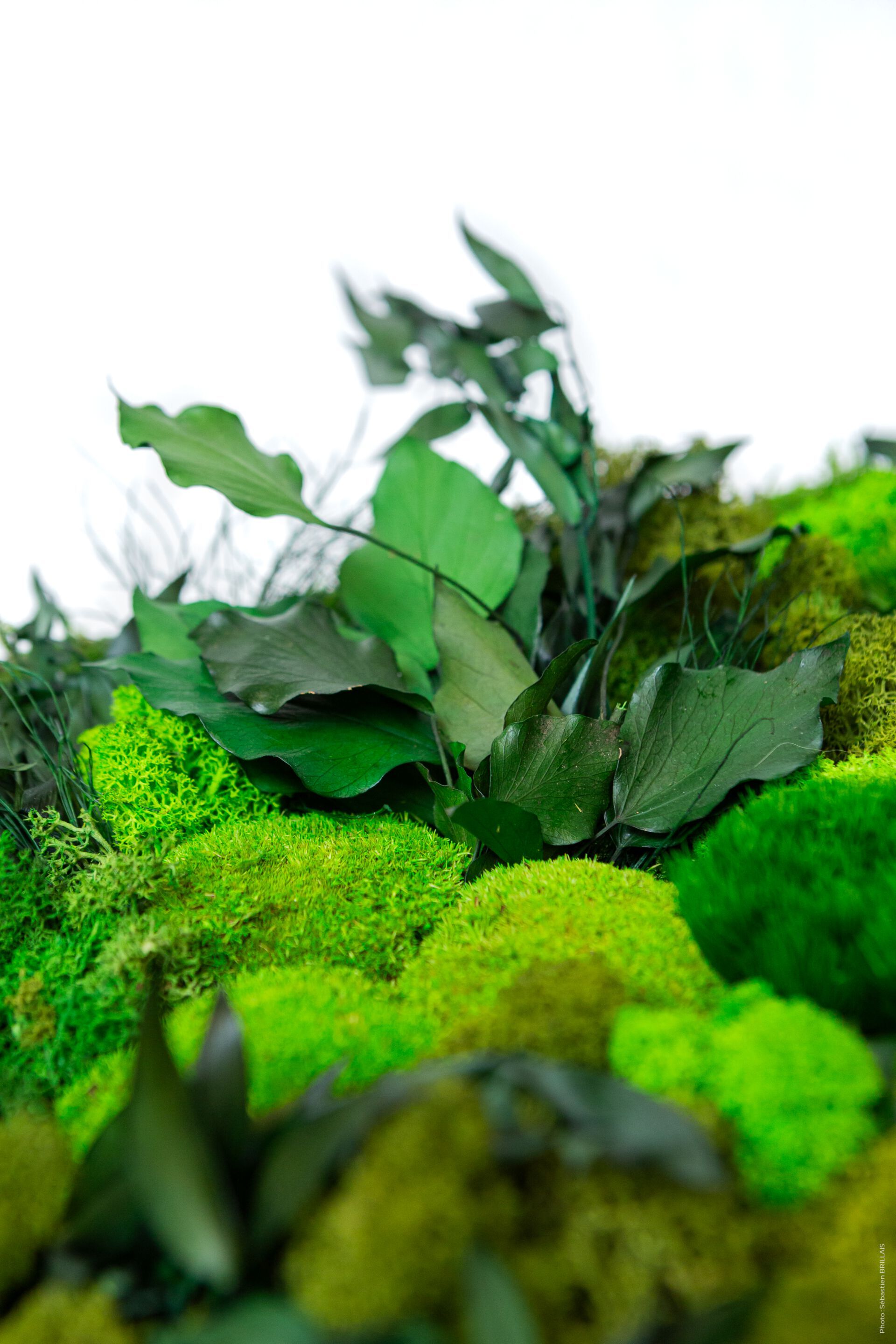 Растительная картина в лишайниках Tecsound PureKustik ARCH-00093539 - Вид №3