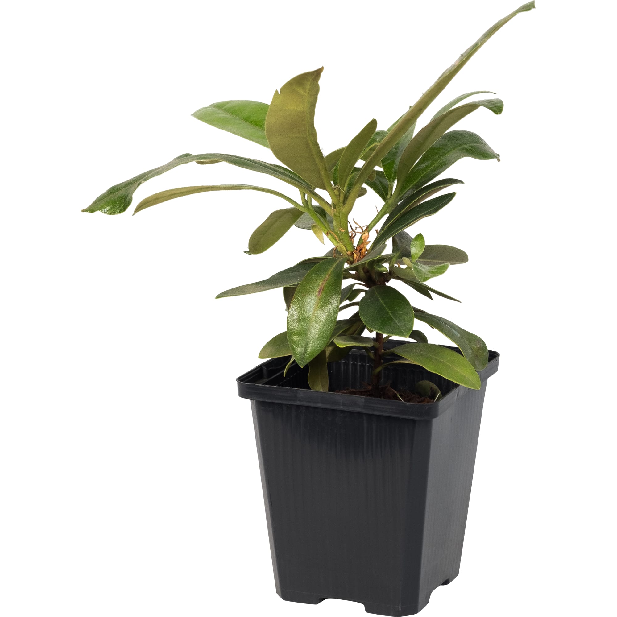 82176137 Рододендрон якушиманский «Хоппи» P9 Santreyd 