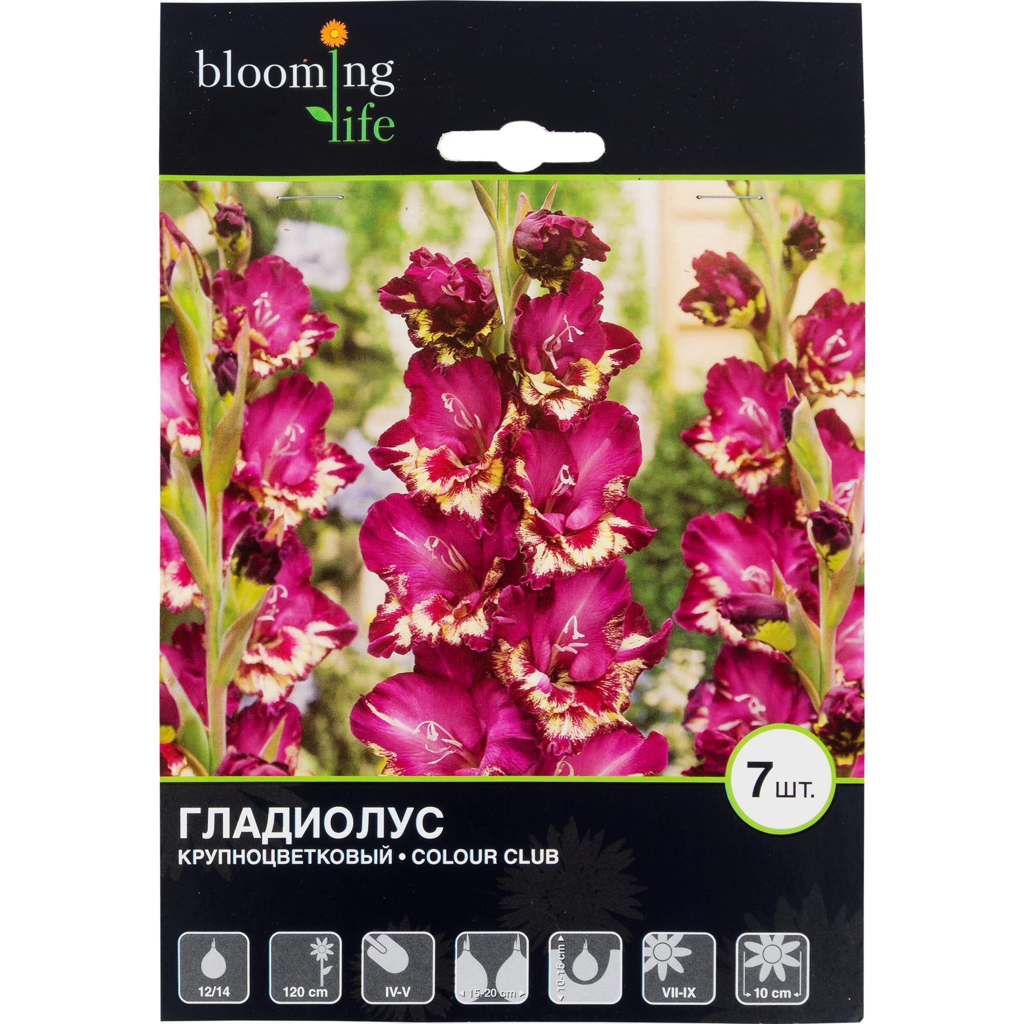 81945906 Гладиолус крупноцветковый «Колор Клаб» Santreyd 