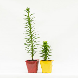 89189585 Лилия азиатская ø15 h50 см