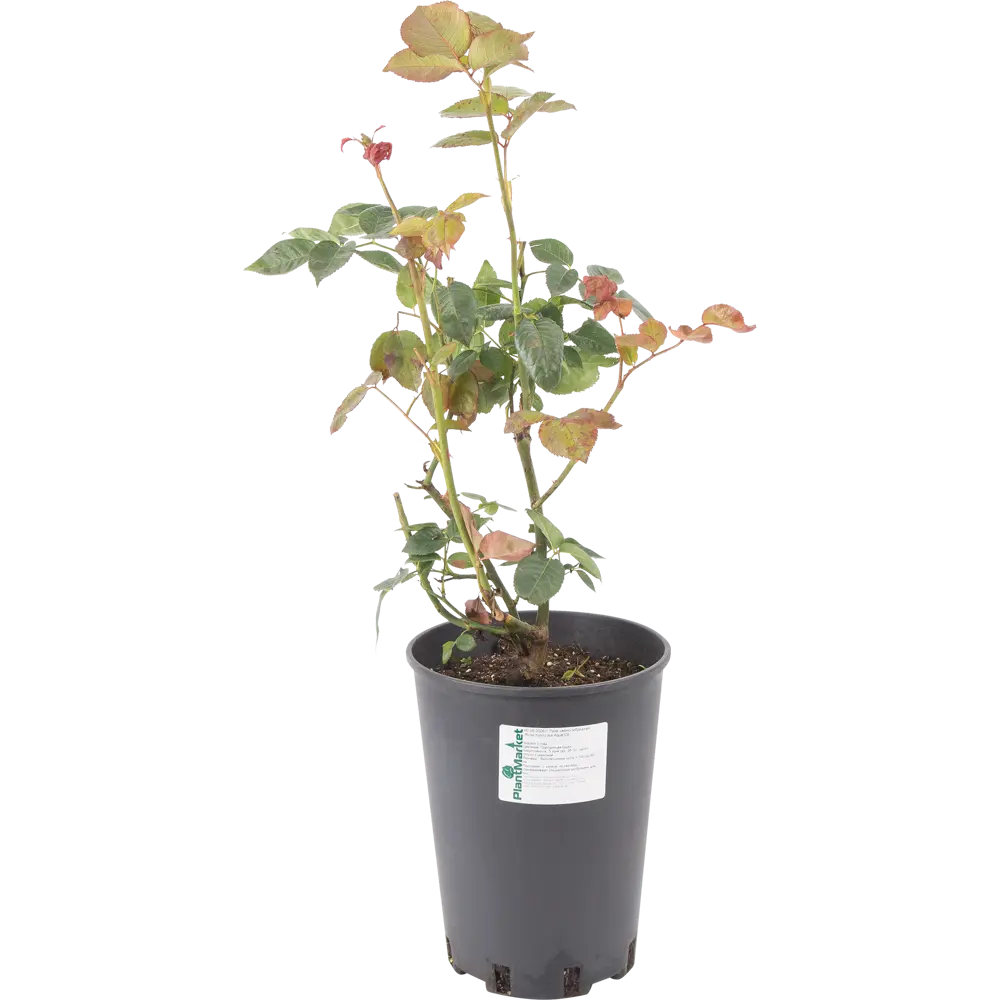 Роза чайно-гибридная «Аква» розовая 24x70 см 82625091 STLM-2099873 PLANTMARKET 