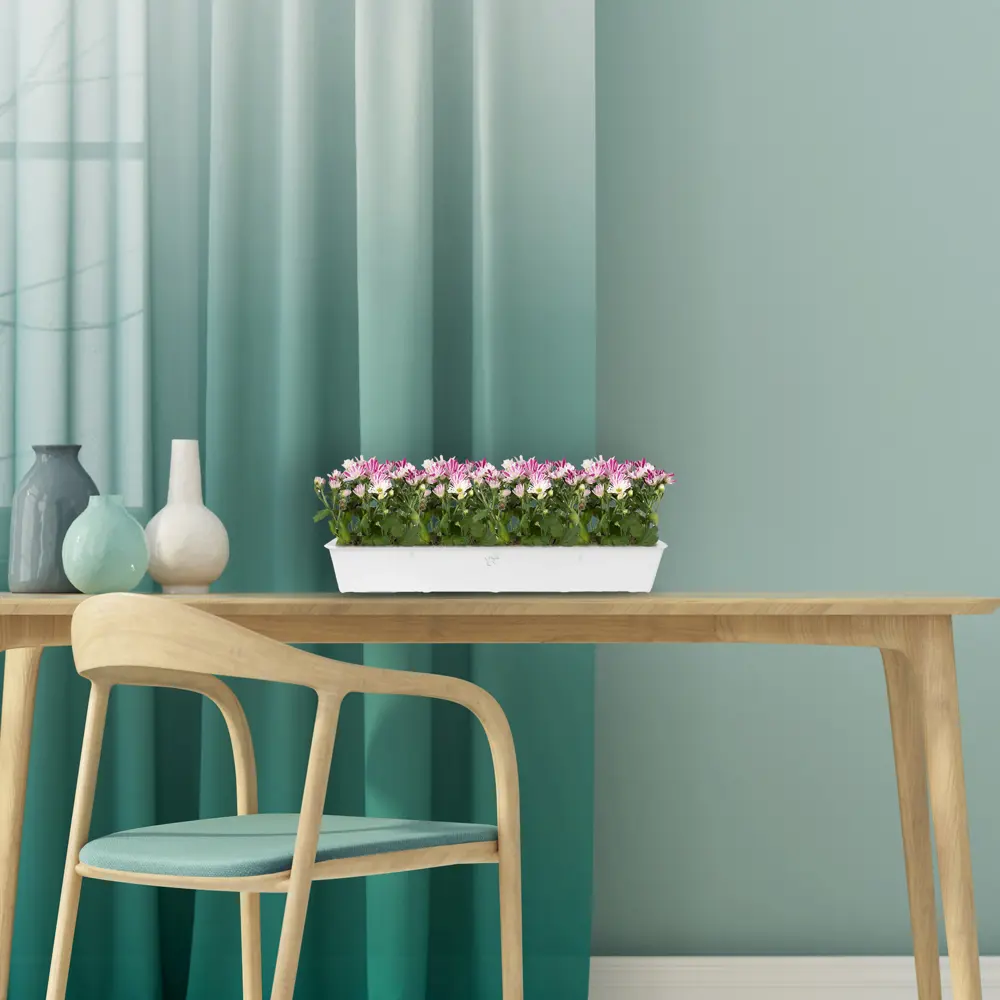 Хризантема Santreyd микс - яркое горшочное растение для дома и сада 14032484 STLM-0004210 - Вид №4