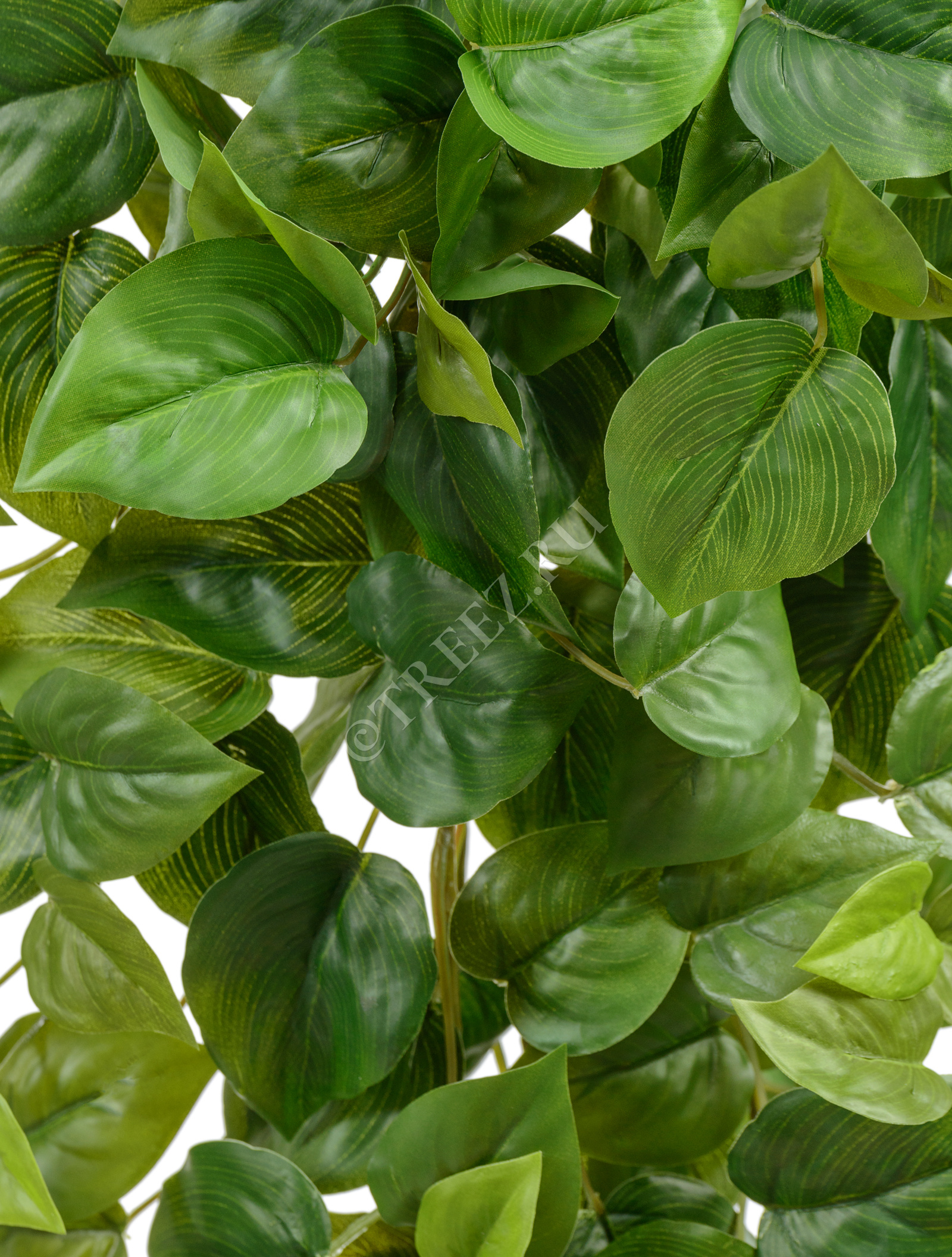 20.05200265N-S Филодендрон Сканденс ампельный Цветочная коллекция  - Вид №1