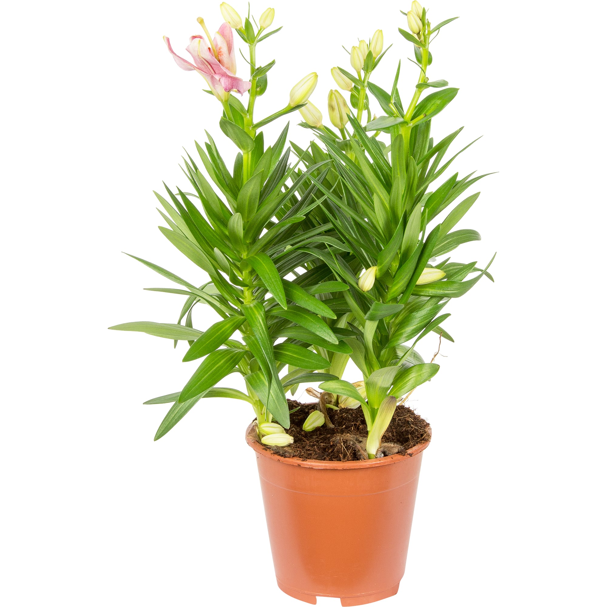 14750494 Лилия Сувенир 13х40 см Santreyd 