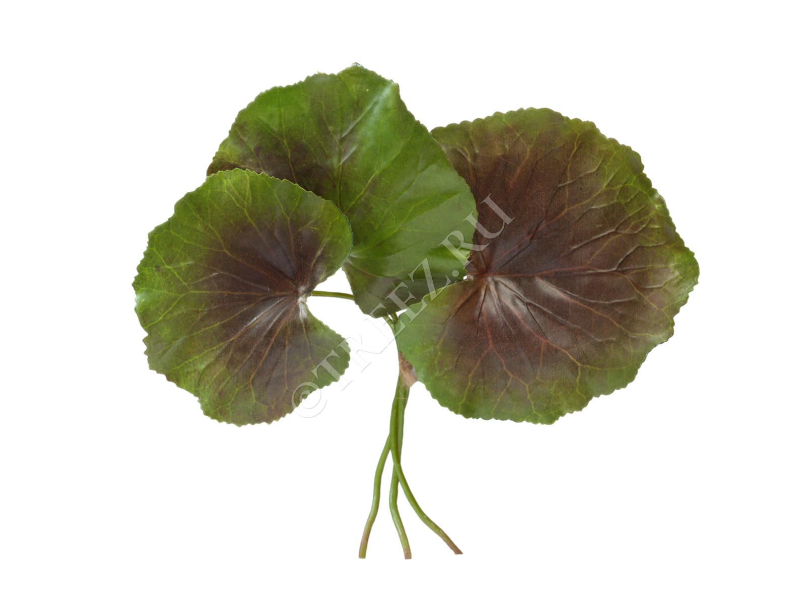 30.0613121LBGR Листы Галакса зелёно-бордовые 3 шт. Цветочная коллекция 