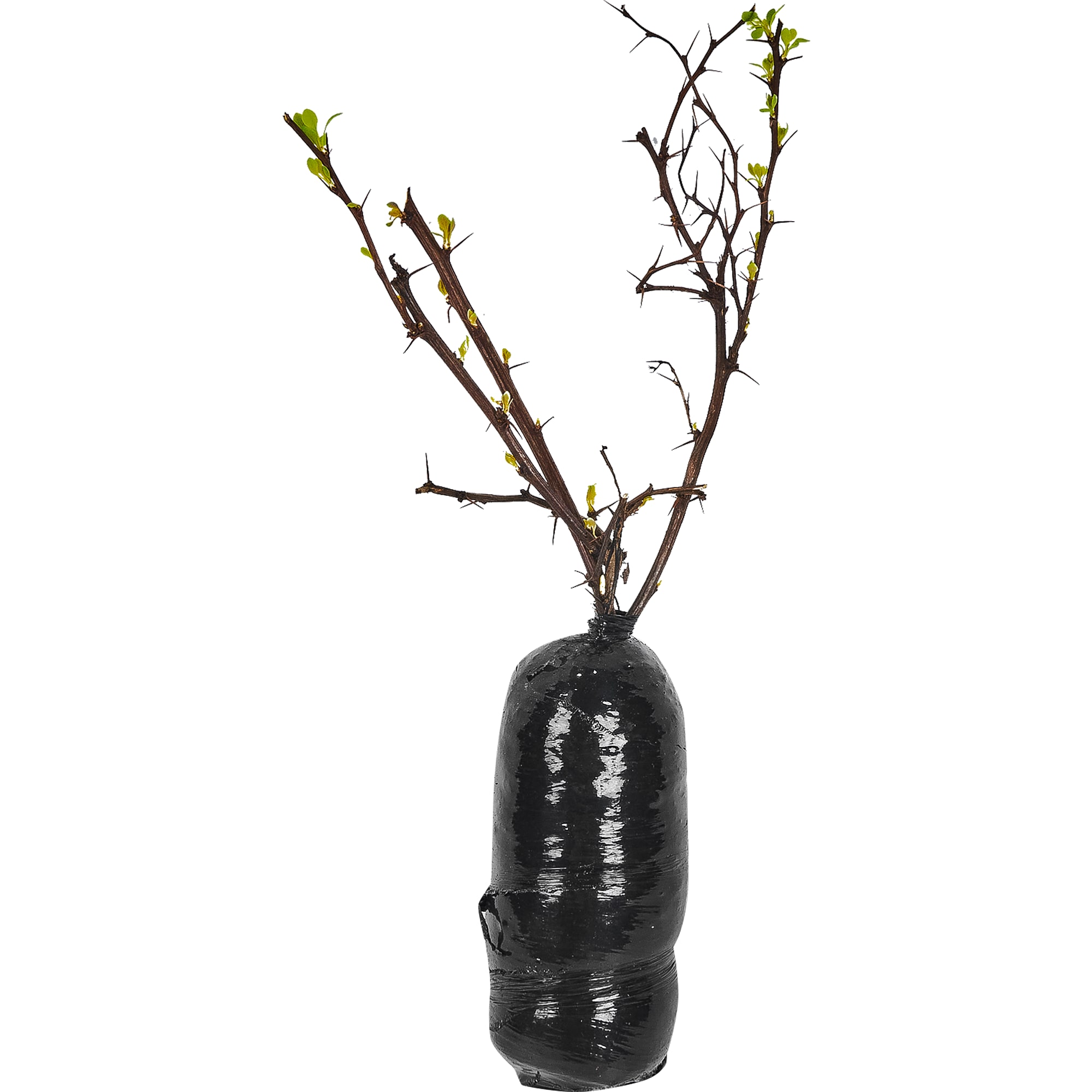 82528947 Барбарис Тунберга Голден Ринг Santreyd  - Вид №1