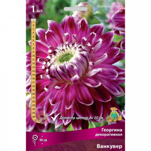 83593756 Георгина декоративная Ванкувер луковица I