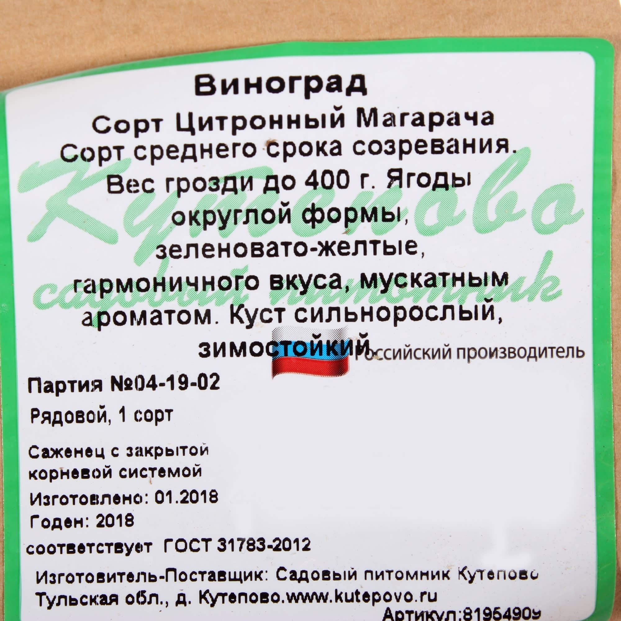 81954909 Виноград плодовый С2 «Цитронный магарача» h50 Santreyd  - Вид №1