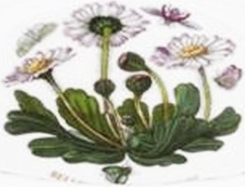 10573869 Portmeirion Салатник Portmeirion Ботанический сад.Маргаритка 18см, фарфор Фарфор 