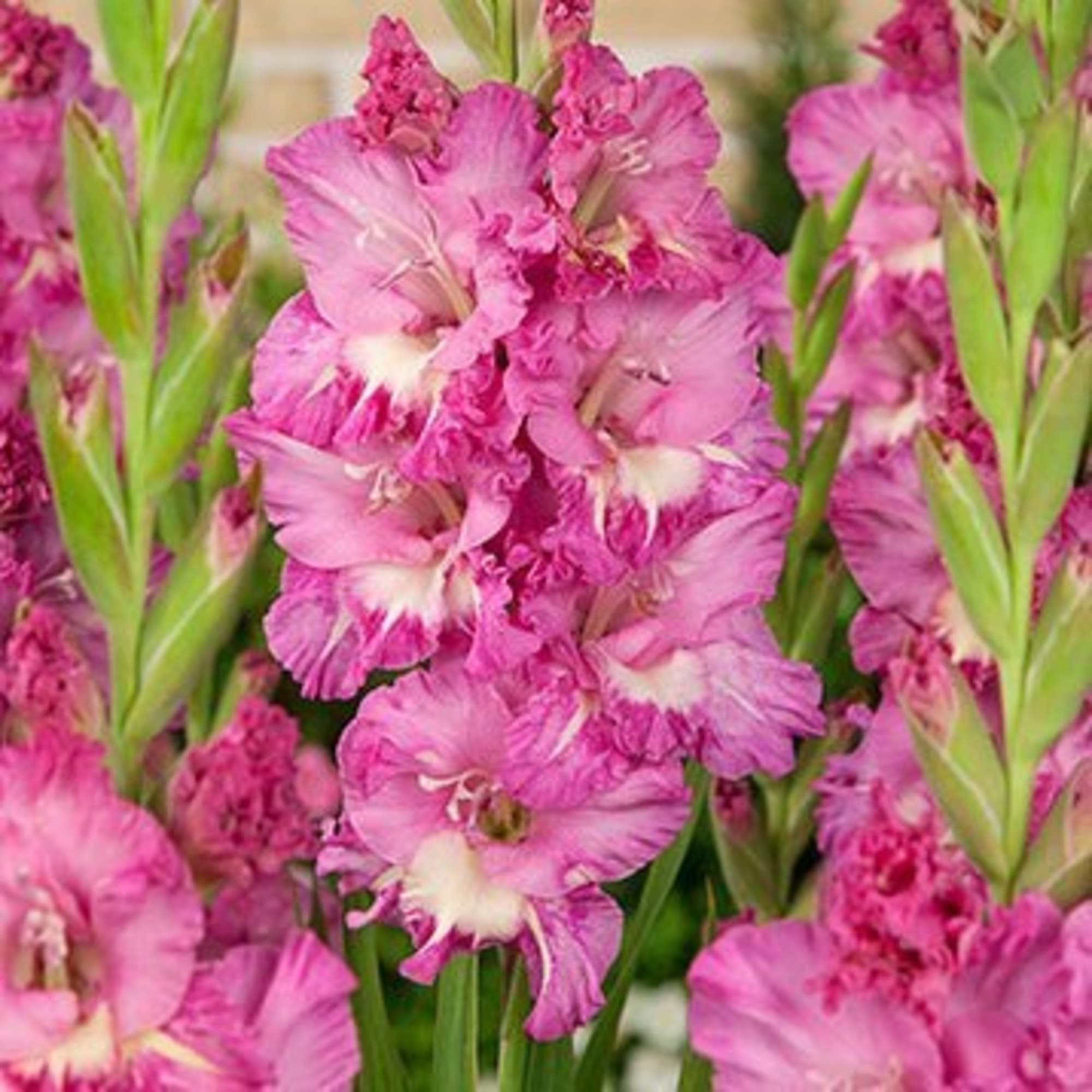 13913677 Гладиолус Крупноцветковый Пинк Пэррот (12/14) Santreyd  - Вид №3