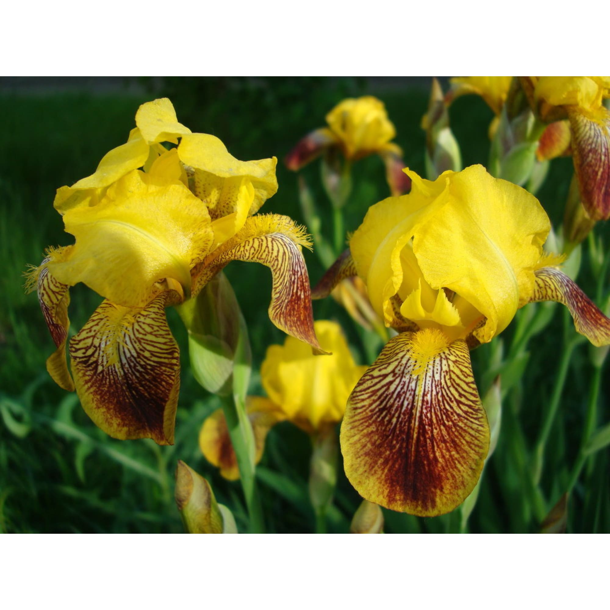 85324908 Ирис болотный ø17 h30 см Santreyd 