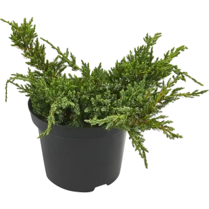Можжевельник чешуйчатый Холгер ø19 h20-40 см