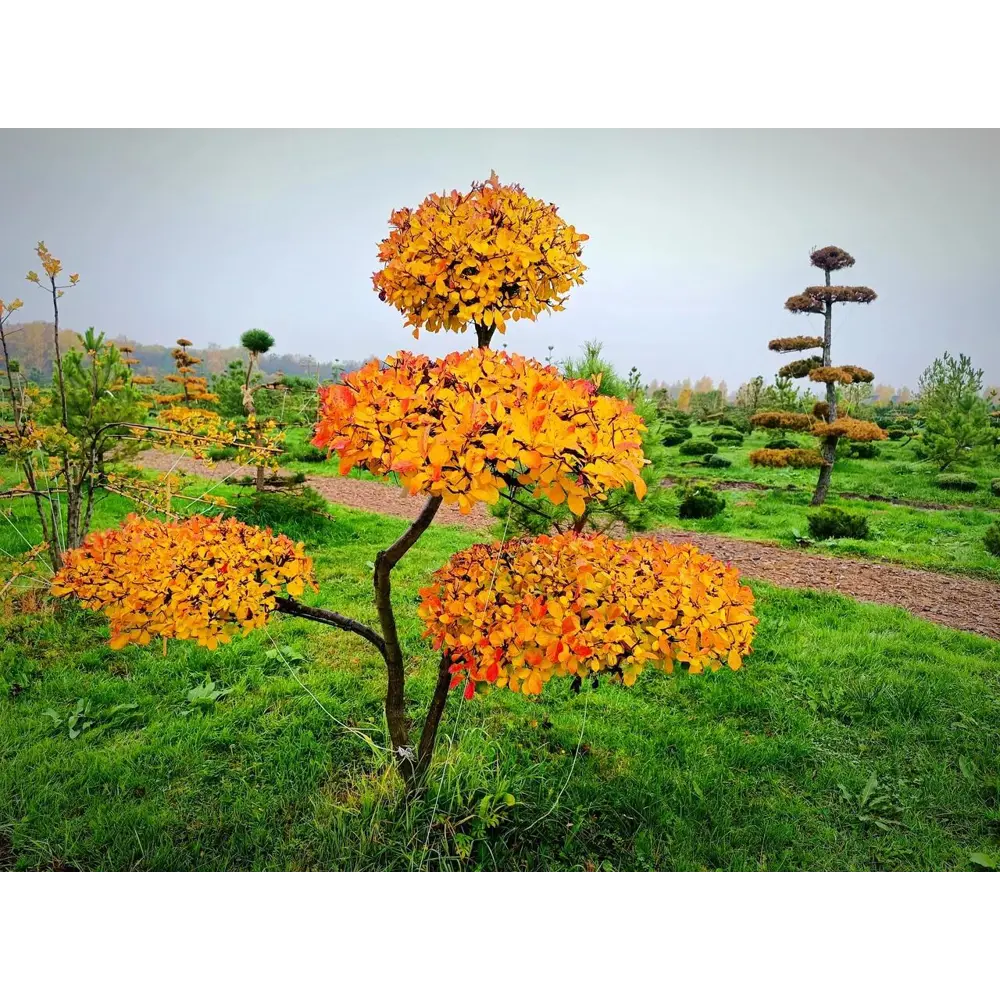 Боярышник Слива Ниваки ø225 - 250 h200 - 225 см Santreyd STLM-2138435 - Вид №1