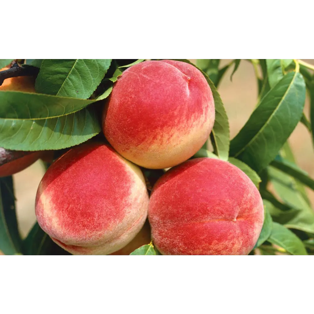 Персик Редхевен пакет 89465422 STLM-2093786 PLANTMARKET 