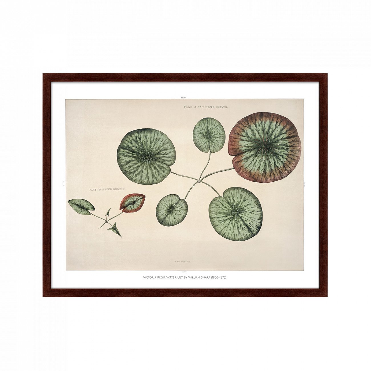 Картина: Young gigantic water lily, 1870г. КАРТИНЫ В КВАРТИРУ  264211 Разноцветный  - Вид №1