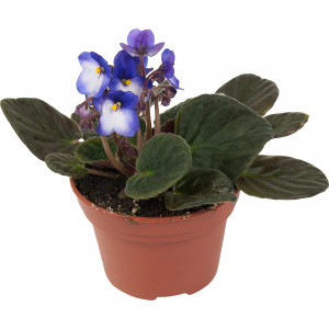 84450716 Фиалка Крем де ля крем микс ø12 h25 см