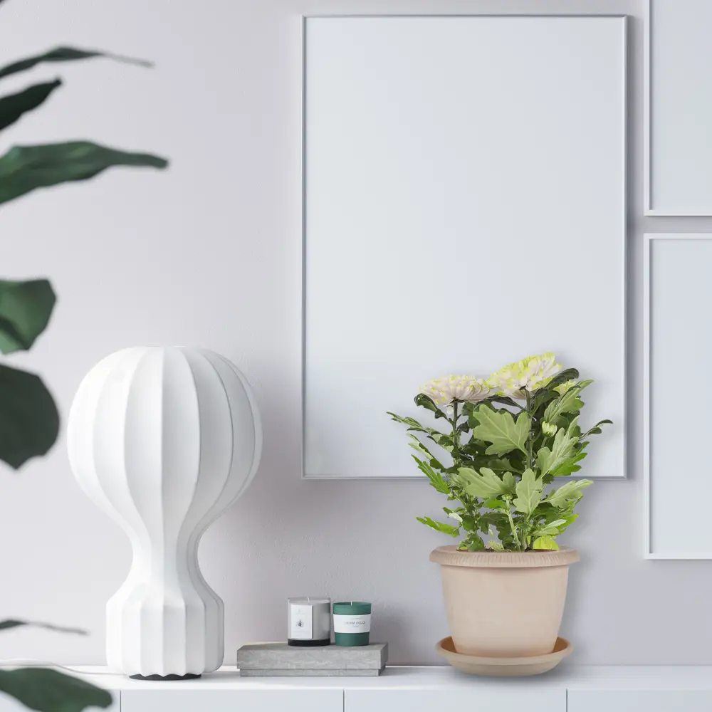 Хризантема Зембла Santreyd - роскошный цветок для дома и сада 14448199 STLM-0004959 - Вид №3