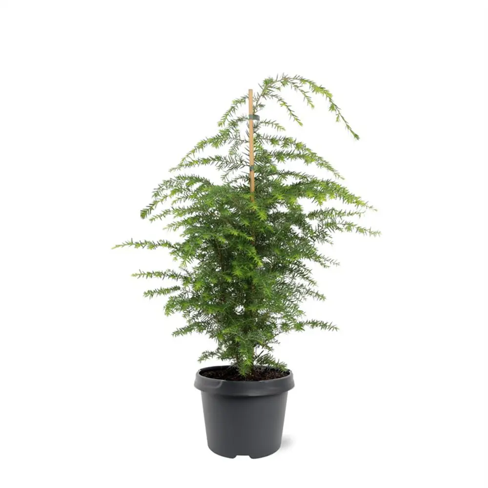 Тсуга канадская декоративная для ландшафтного дизайна 89367662 Santreyd STLM-1582050