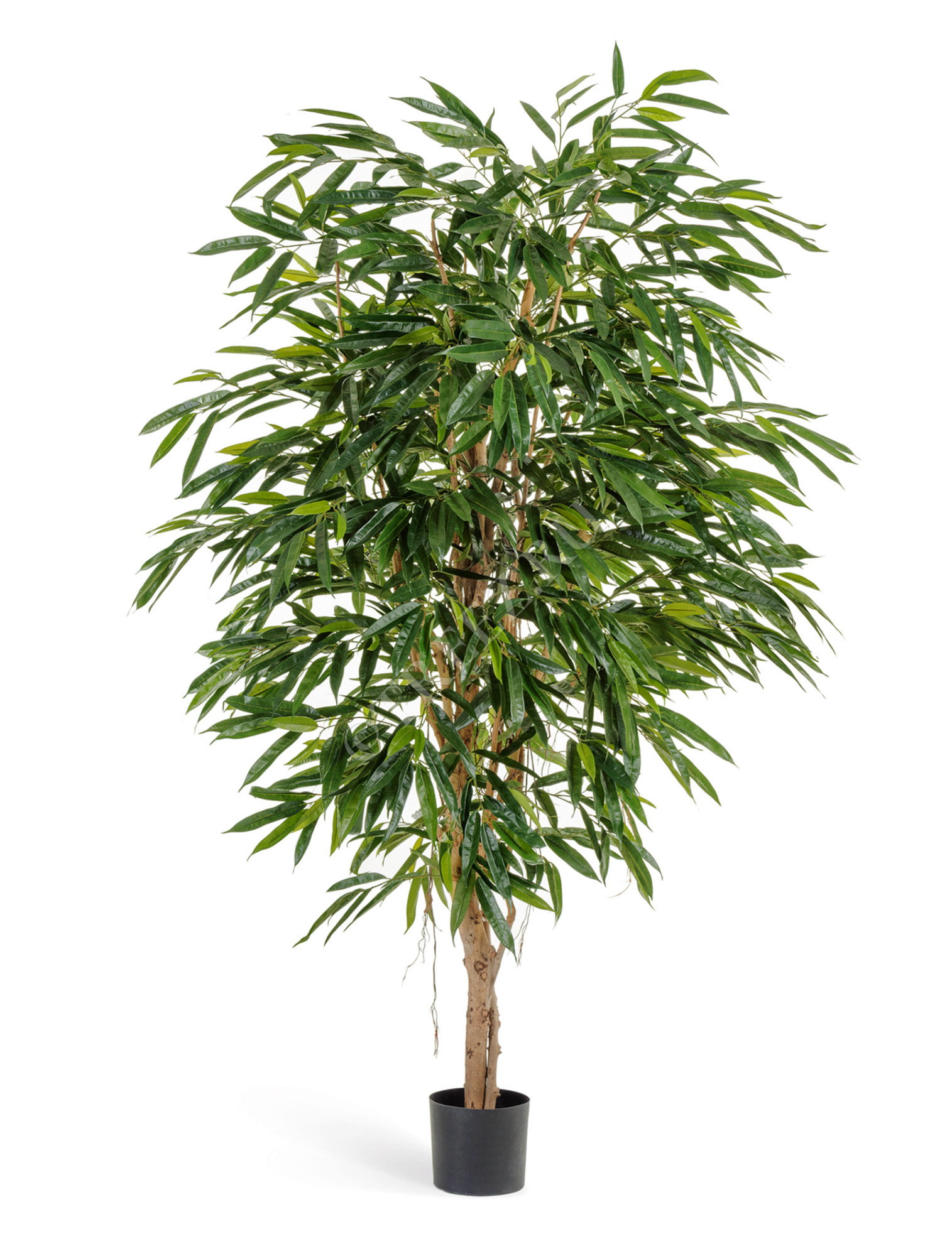 10.48306N Лонгифолия Роял Цветочная коллекция 