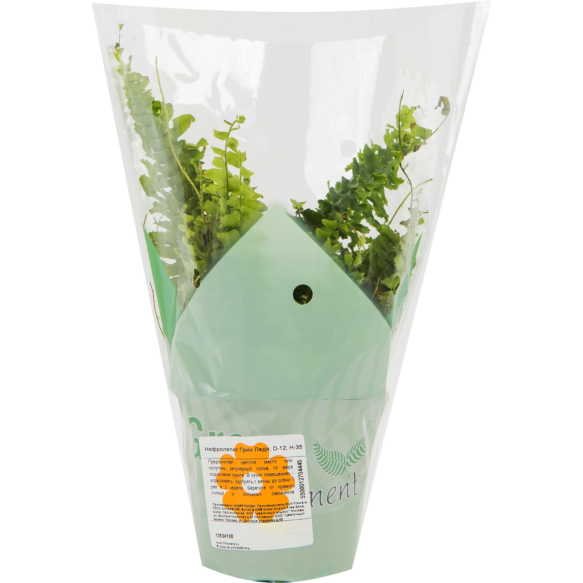 13534108 Нефролепис Грин Леди 12х37 см Santreyd  - Вид №3