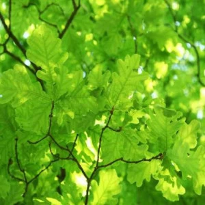 WP01929 Фотообои Verol Фотообои decoline 1х1 м